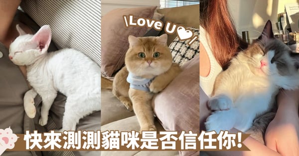 揭密貓咪真正的情感：8個信任度小測驗！讓你了解貓咪是否已完全打開心扉～