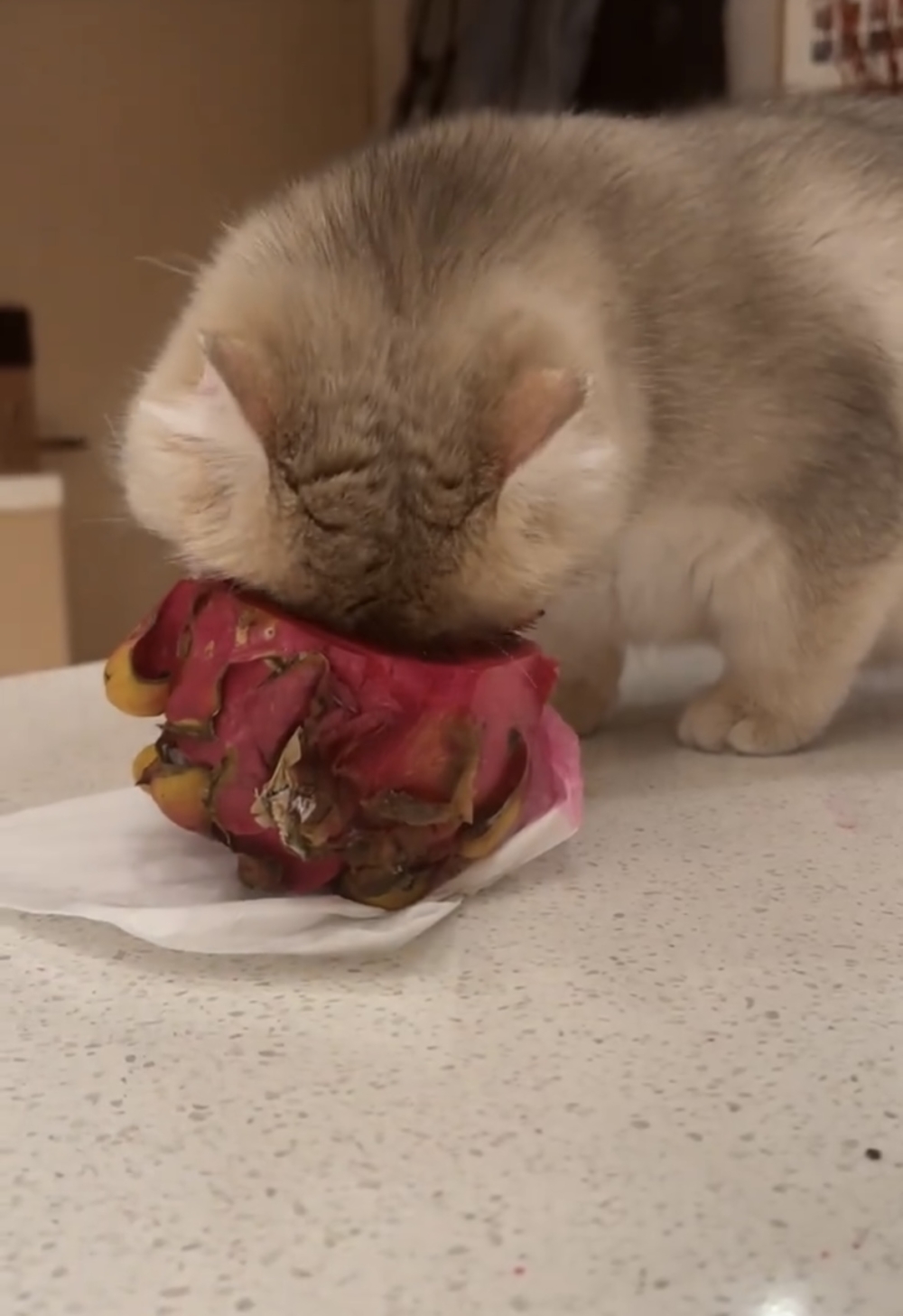 貓貓：不就一顆火龍果嗎～