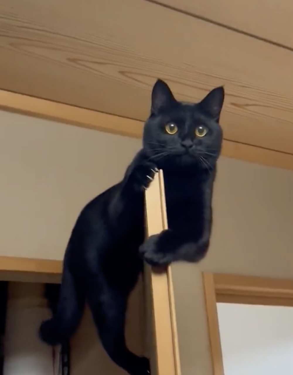 喵：糟糕，今天怎麼有點不對勁