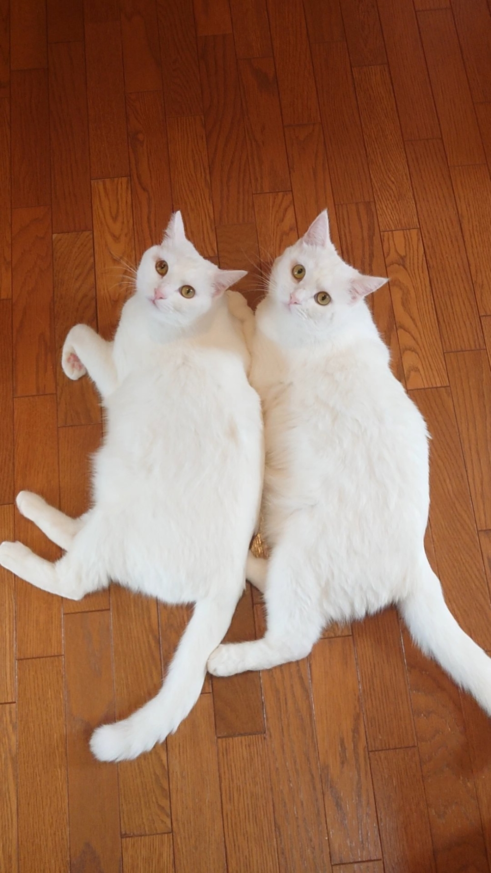 奴才：這是覺得自己高攀不起嗎？