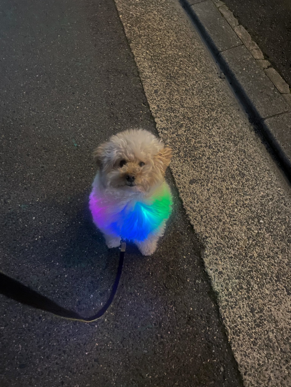 奴才：七彩色把你襯托得好漂亮