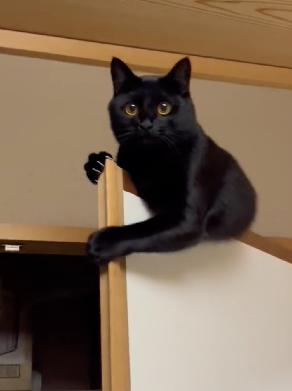 喵：好像...下不去了？