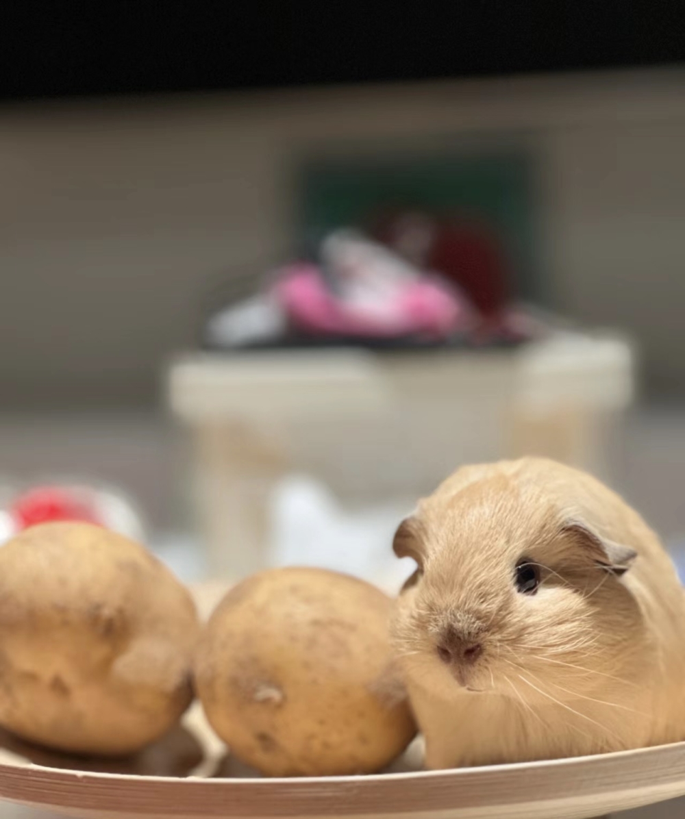 奴才：還真的可以騙過眼睛欸