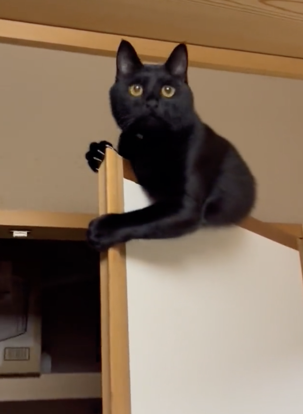 喵：誰來救救朕啊！