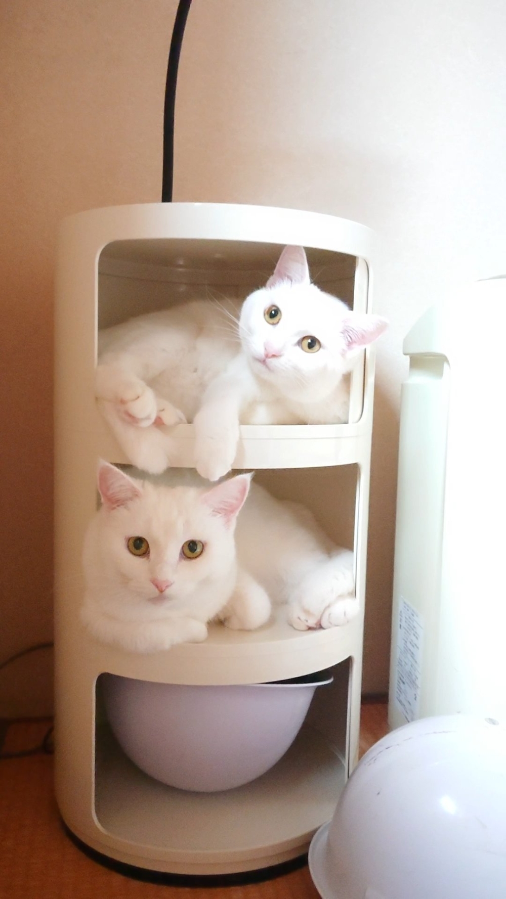 奴才：你還蠻實際的捏