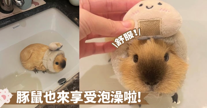 好物分享！給豚鼠泡澡的好方法找到啦～用洗臉腕帶護著耳朵就不怕進水了