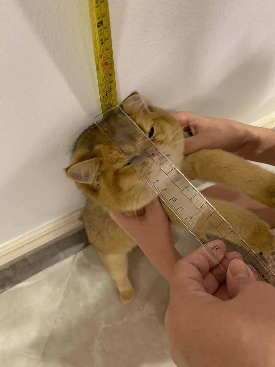 奴才：那大家都知道你個子不高囉