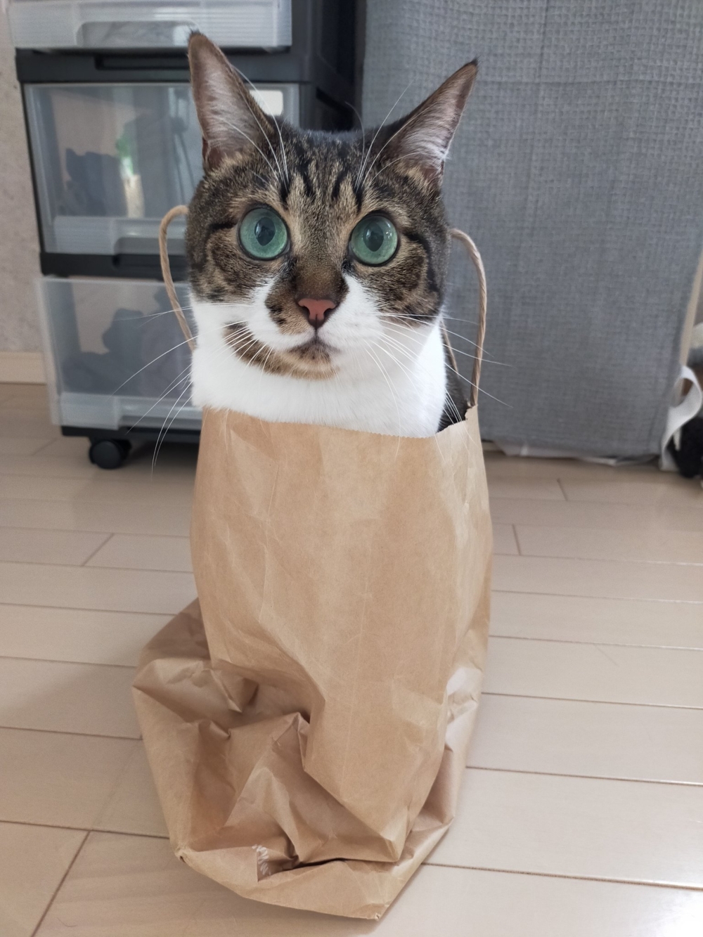 奴才：哎呀，被你得逞了