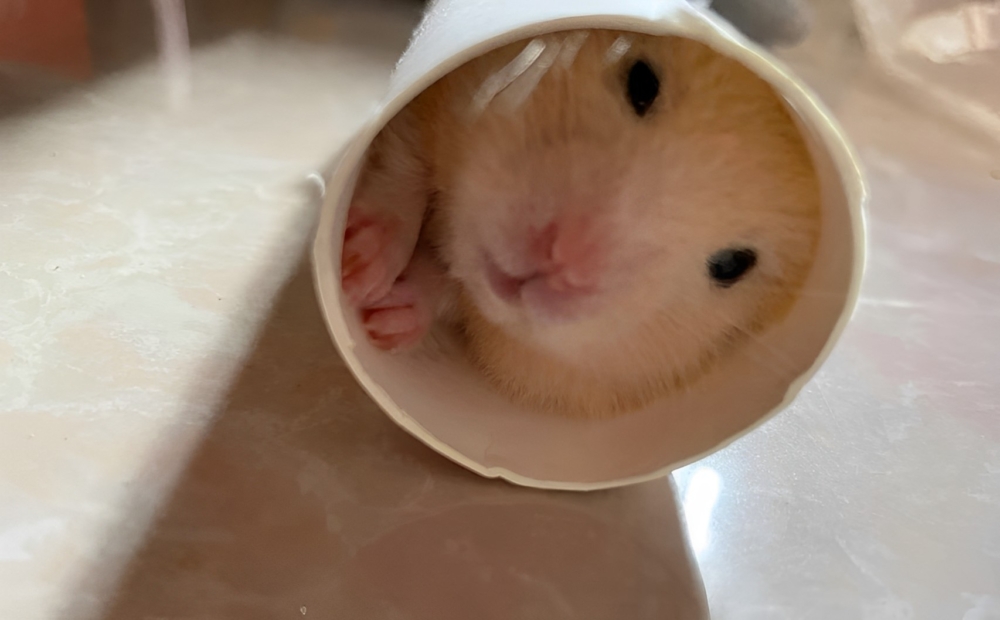 奴才:那之後多留幾個給你玩呀