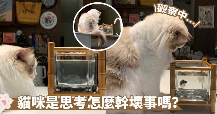 能勸得動就太厲害啦！貓咪在魚缸前堅守了半小時之久～這是要看到何年何月啊？