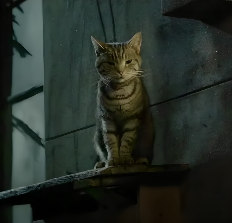 信箱上的高麗菜