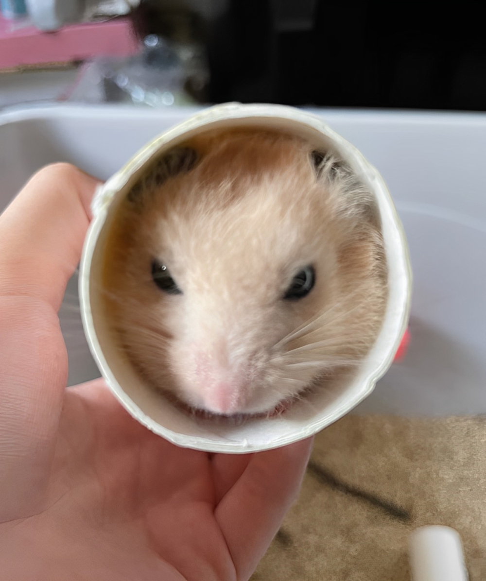 奴才:這樣會好睡嗎?