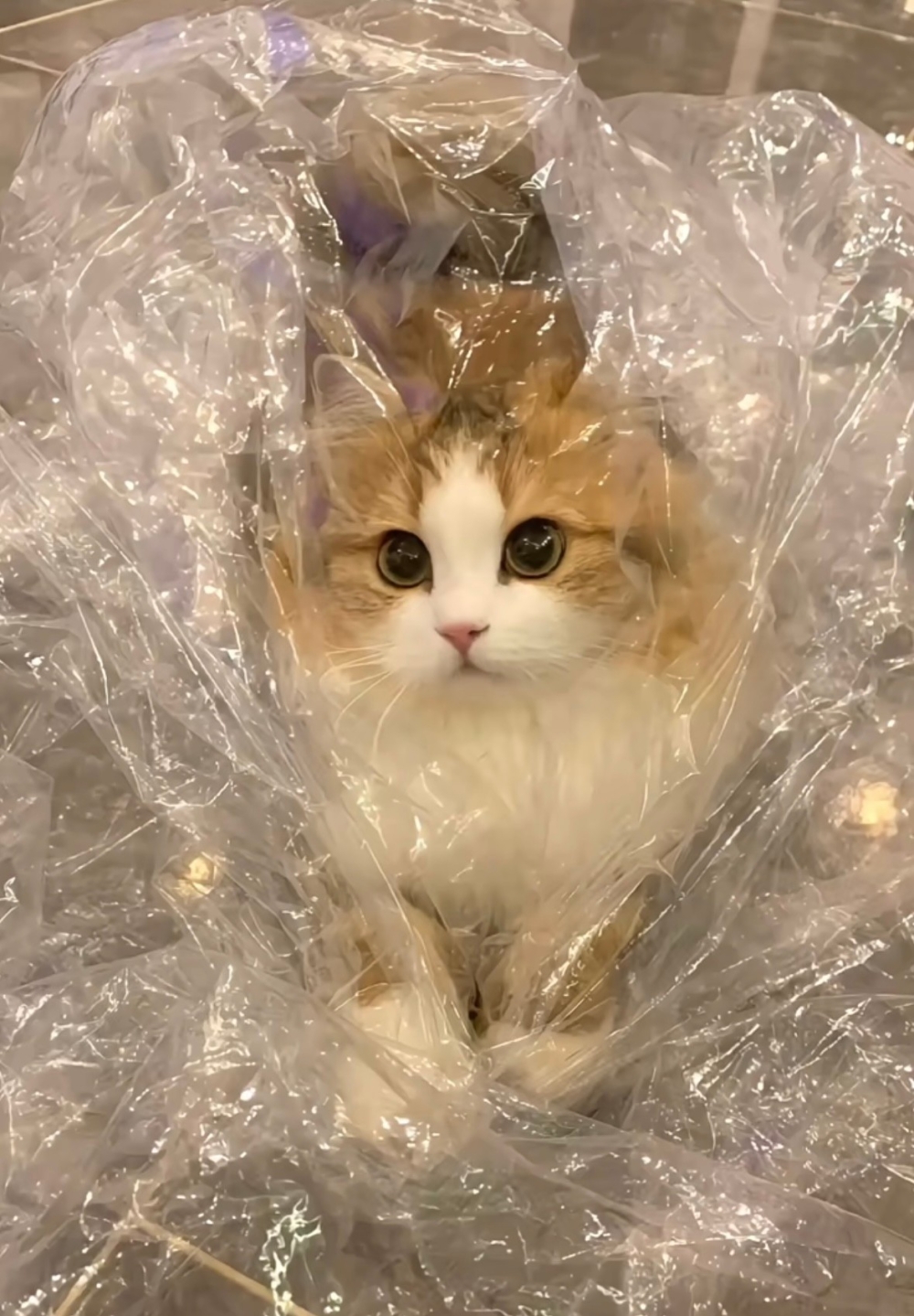 奴才：我還是會看著你的！