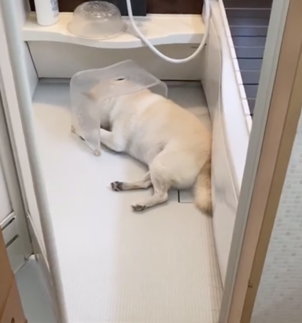 奴才：你看起來好可憐啊