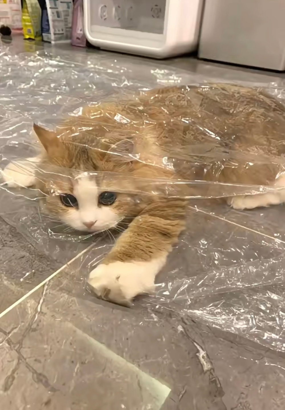 奴才：你真的別得意忘形喔