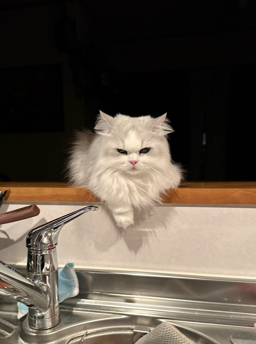 奴才：只是今天嗎？