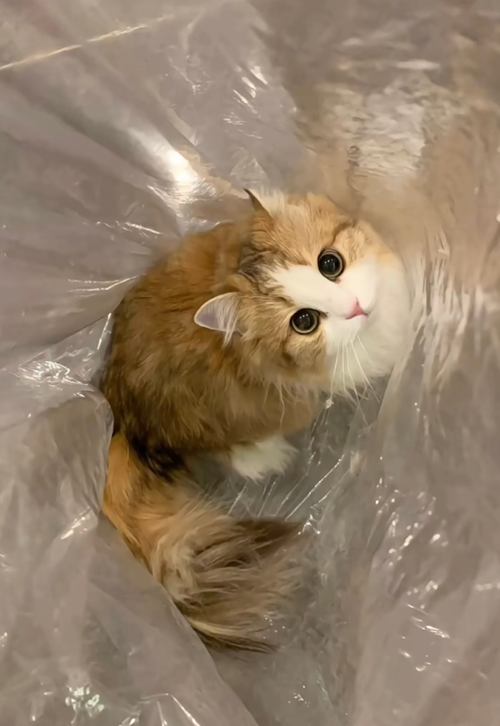 奴才：別嫌我囉嗦欸