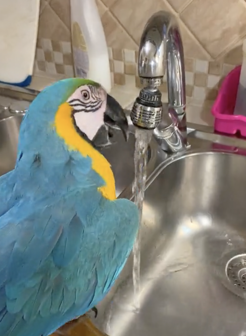 奴才：就這樣喔