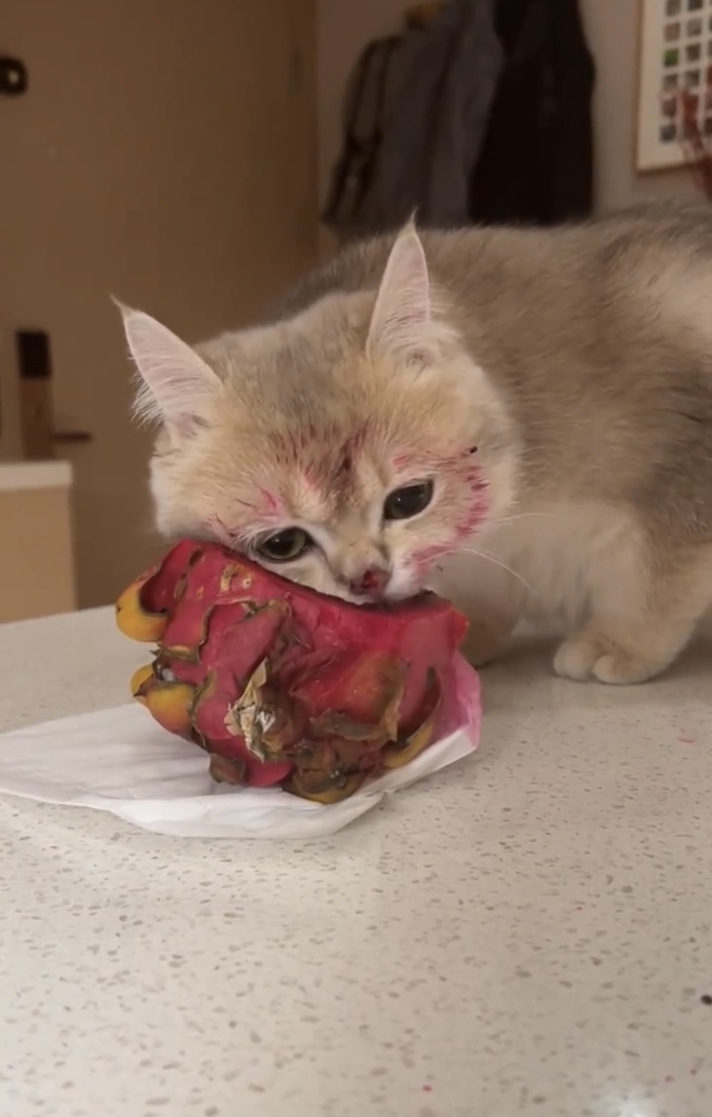 奴才：你竟然敢偷吃我的火龍果