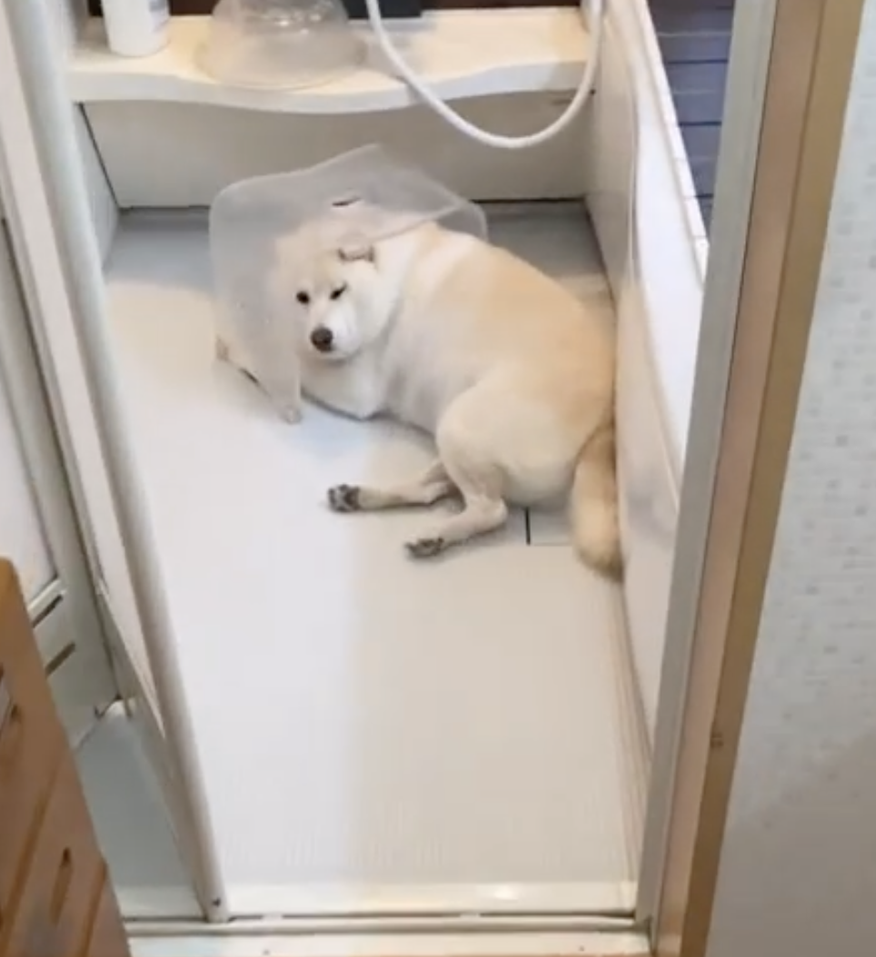 奴才：這樣能隔絕聲音嗎？