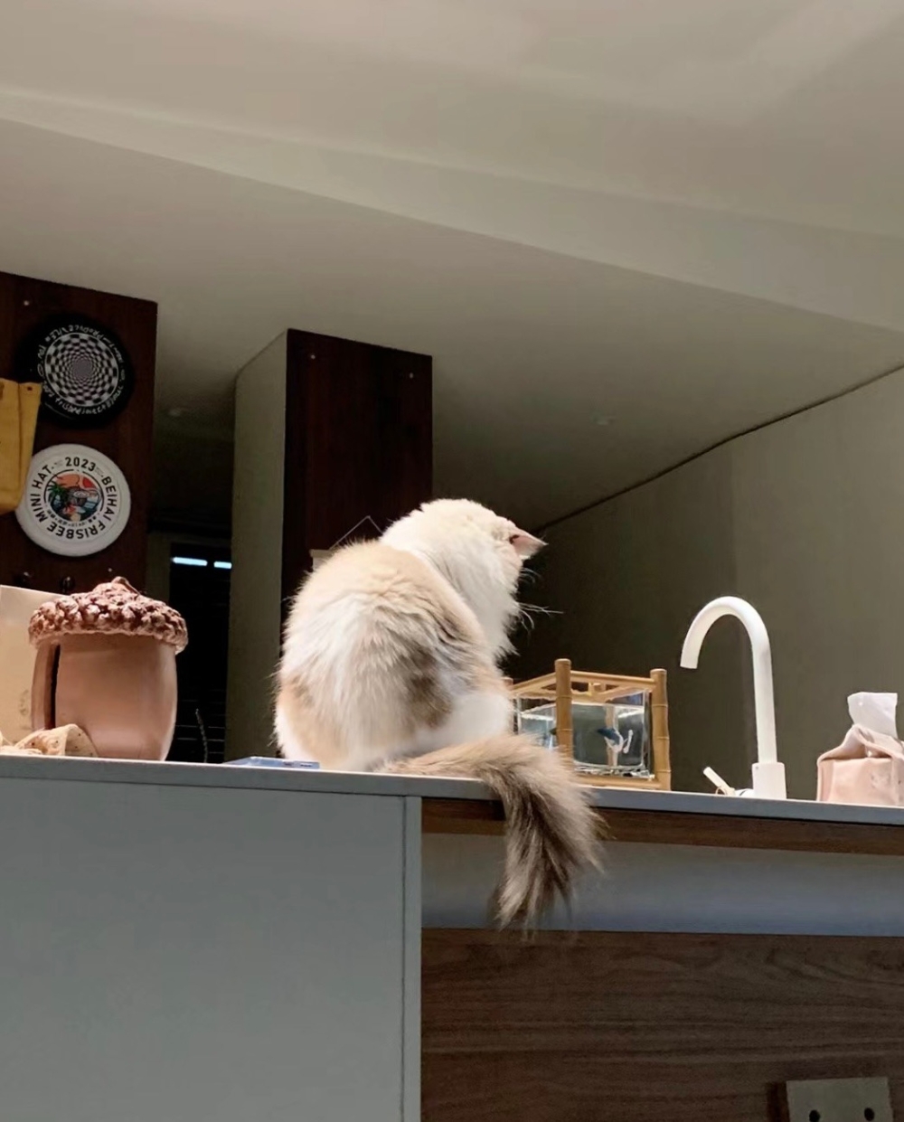 奴才：那就你看著魚兒我看著你囉