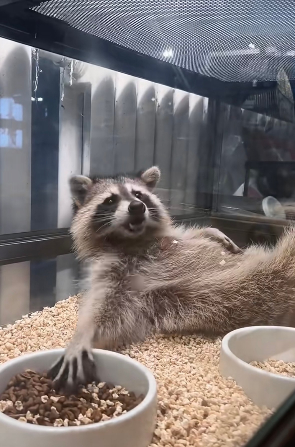 奴才：那麼舒服當然不錯啦！