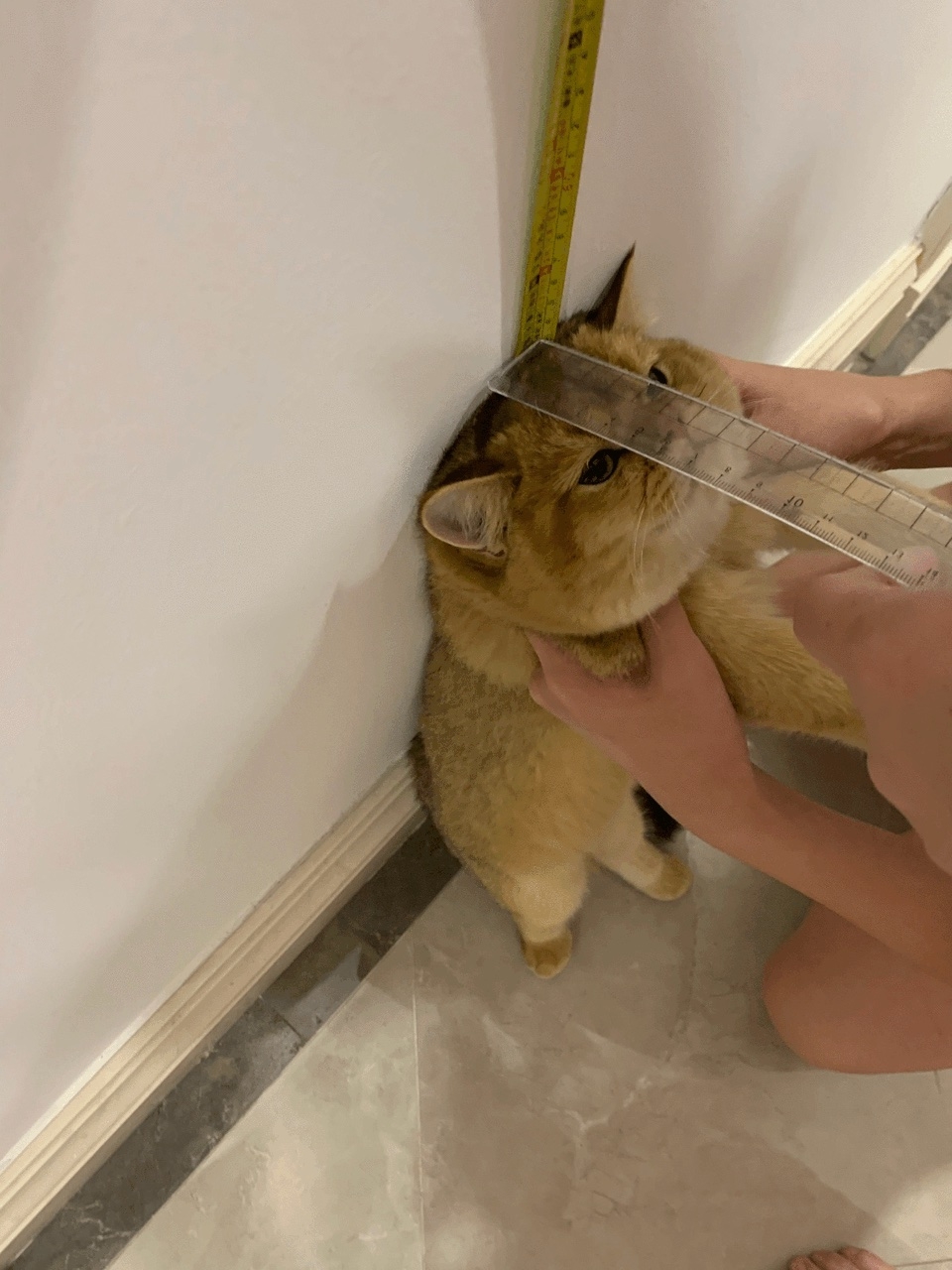 奴才：那你就要站直了