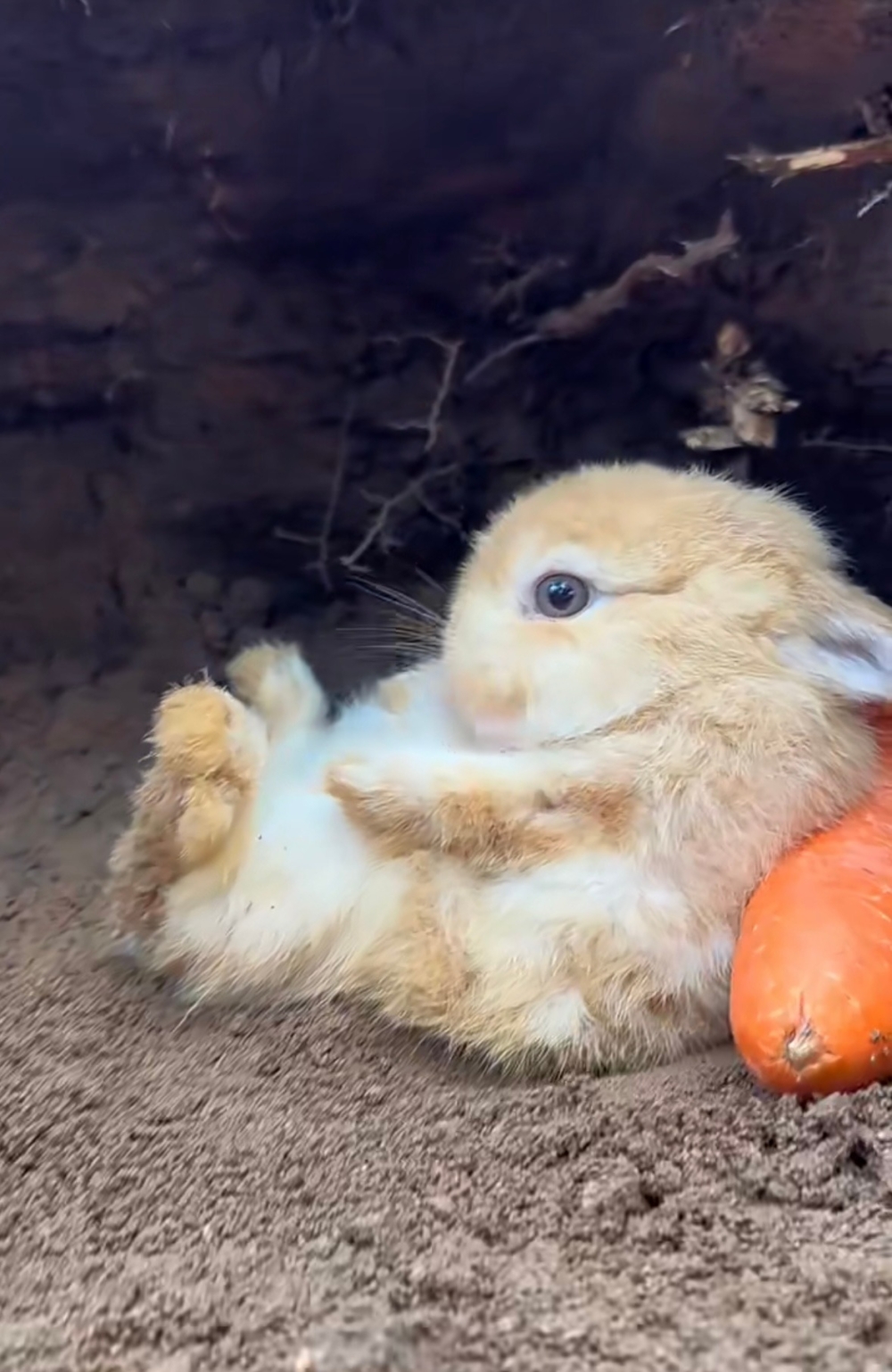 奴才：你這是嫌棄我嗎？