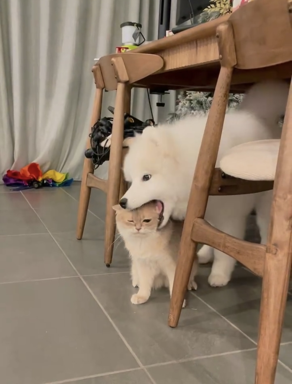 汪：你能拿我怎麼樣