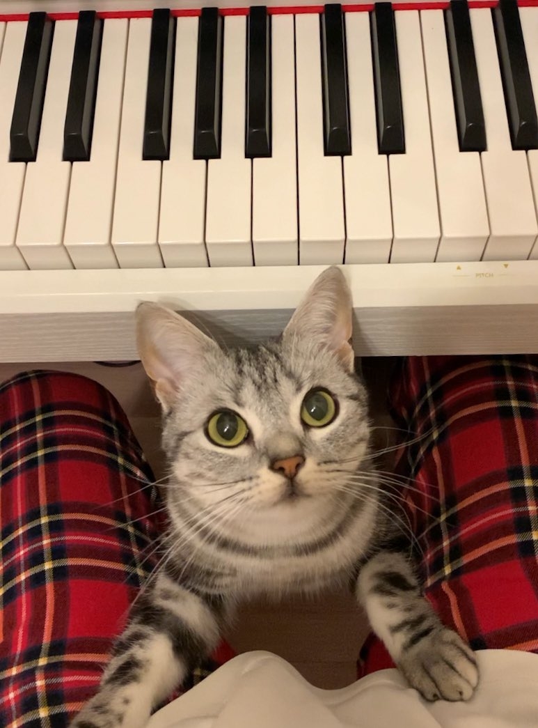 奴才：好啦～這就開始練琴囉