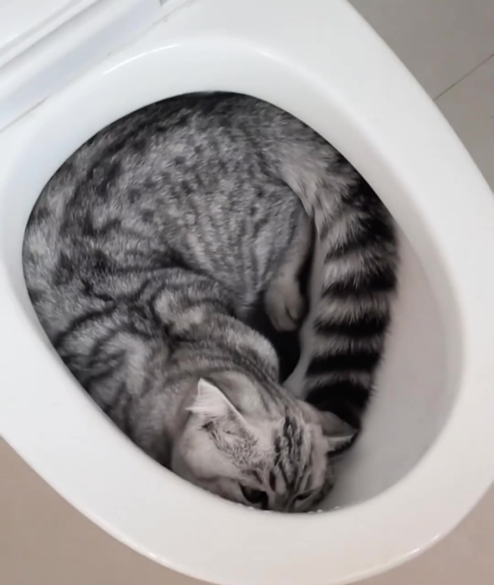 奴才：你是不是故意來氣我的