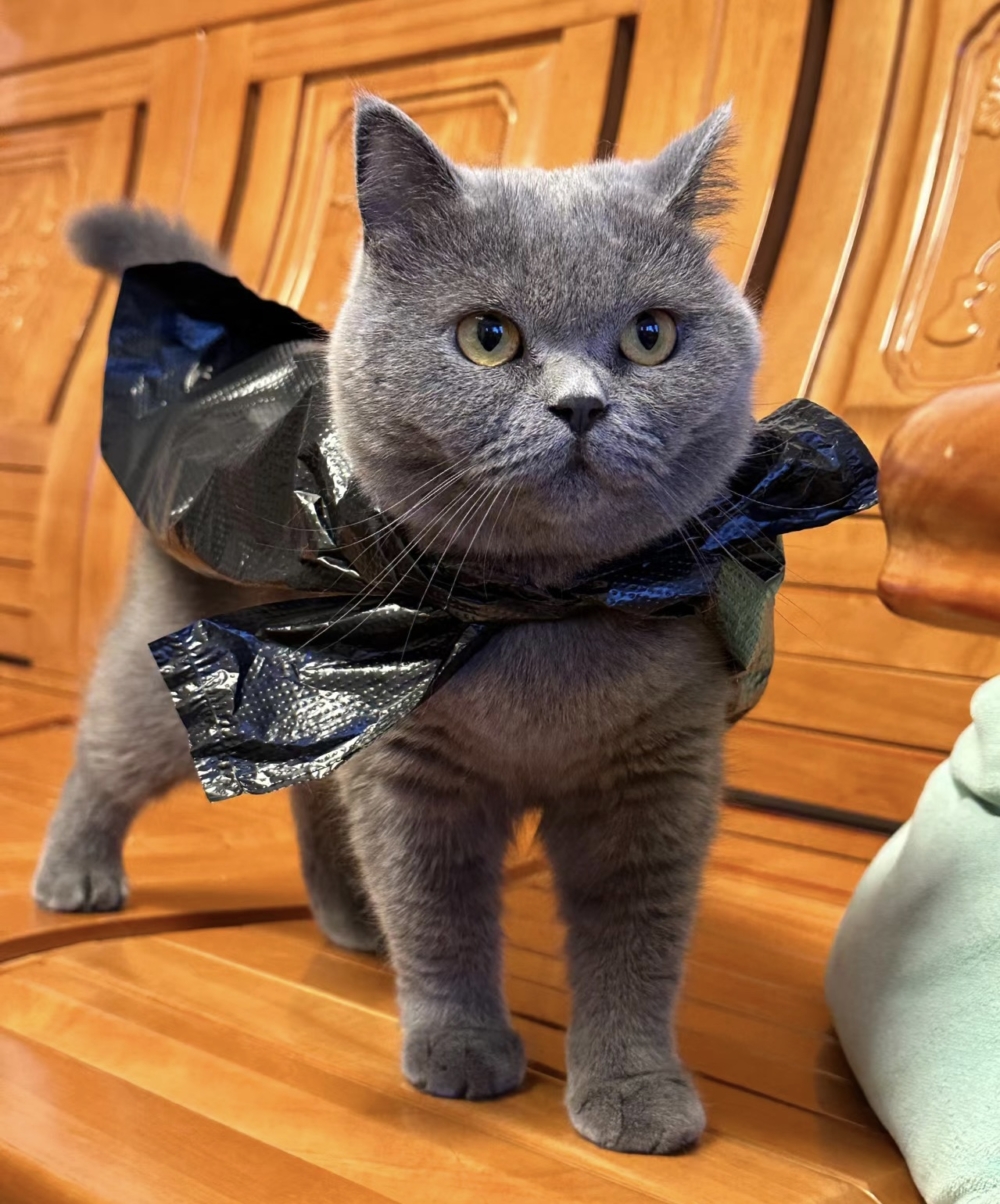 奴才：就你？能行嗎？