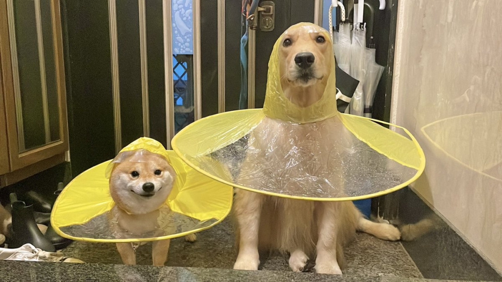 奴才：確實有點不合適