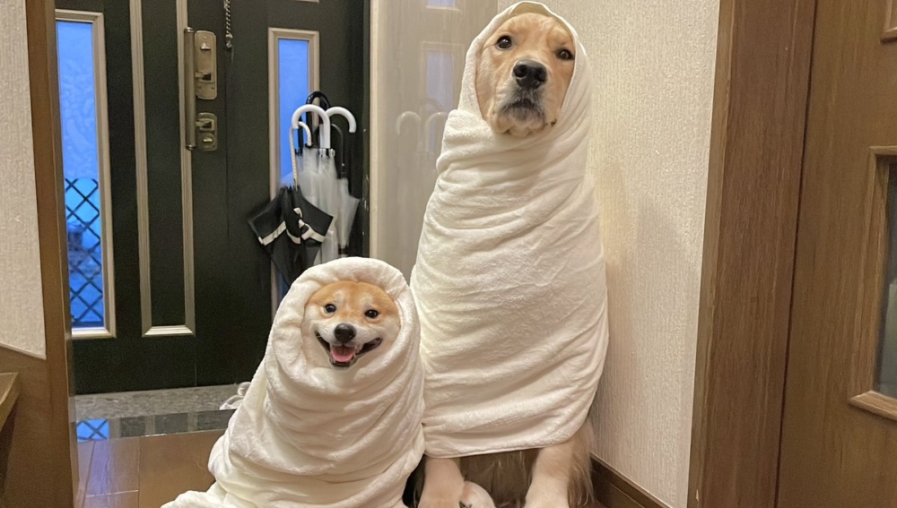 奴才：你穿上感覺還不錯