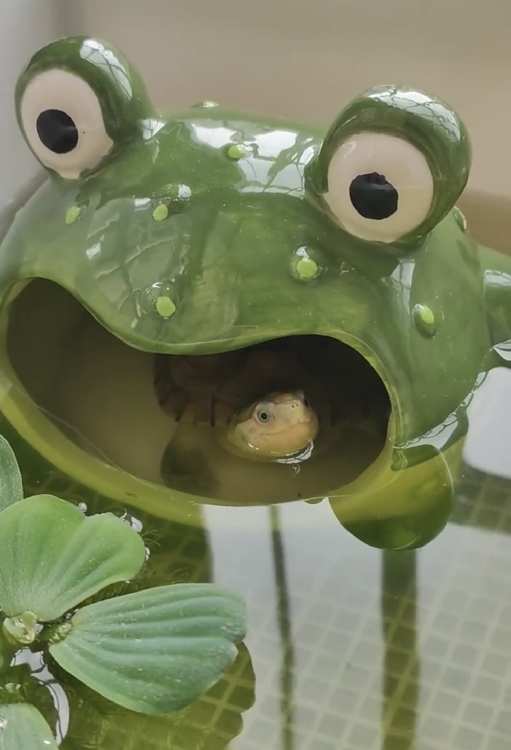 奴才:你不喜歡嗎?