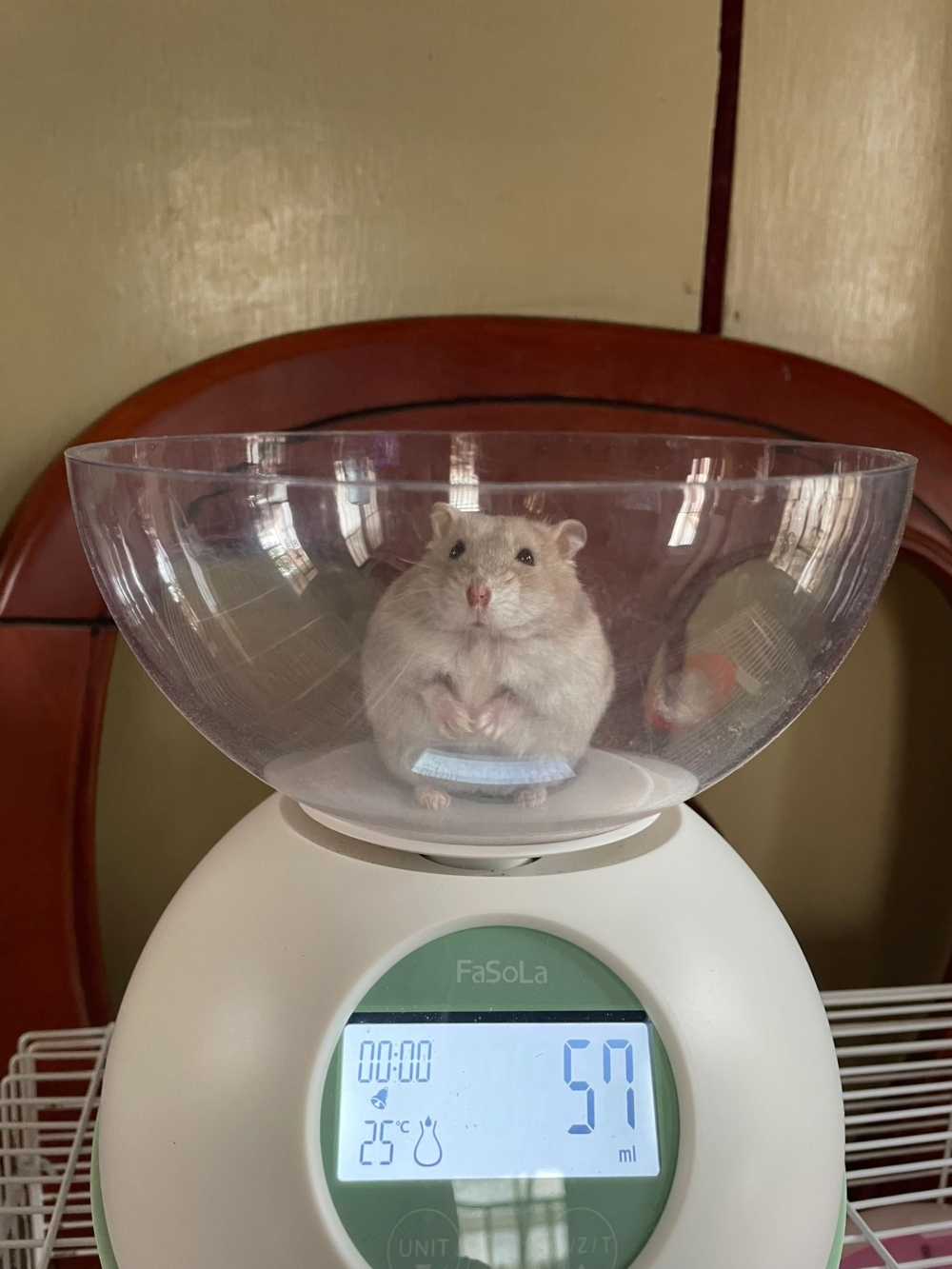 奴才：只有瘦子敢這樣說話囉