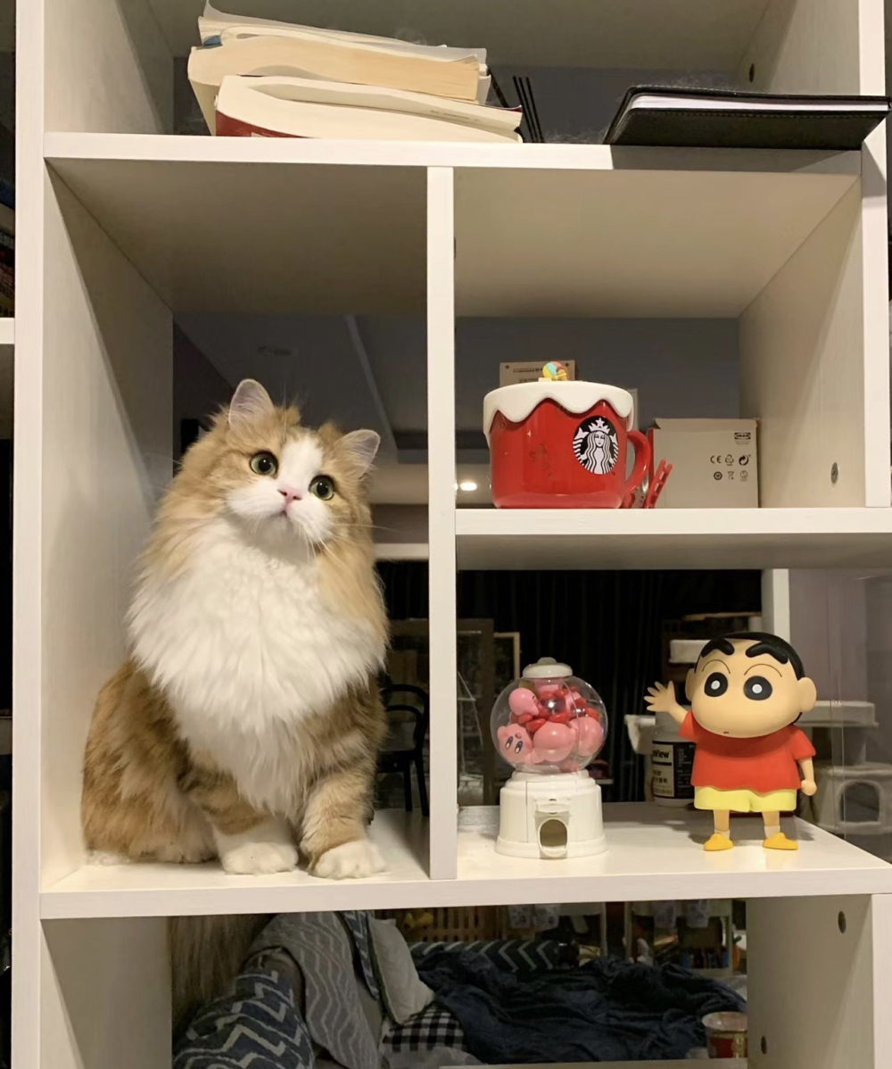 奴才：看著也還行吧～