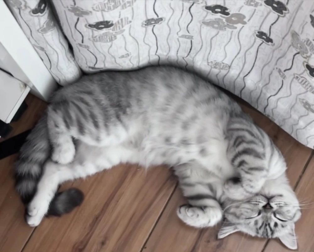 奴才：你的鼻子失靈了吧