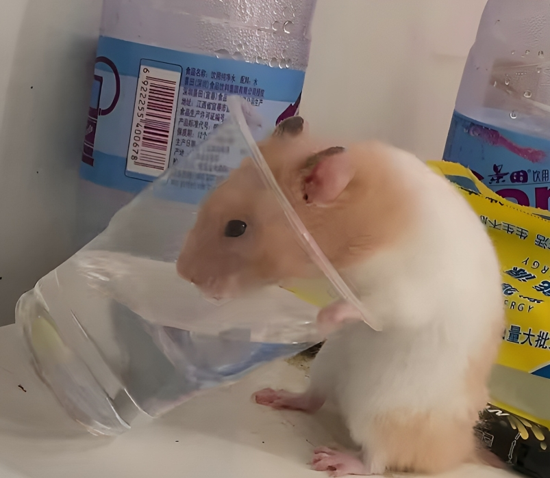 奴才：果然是小寶寶的想法啦