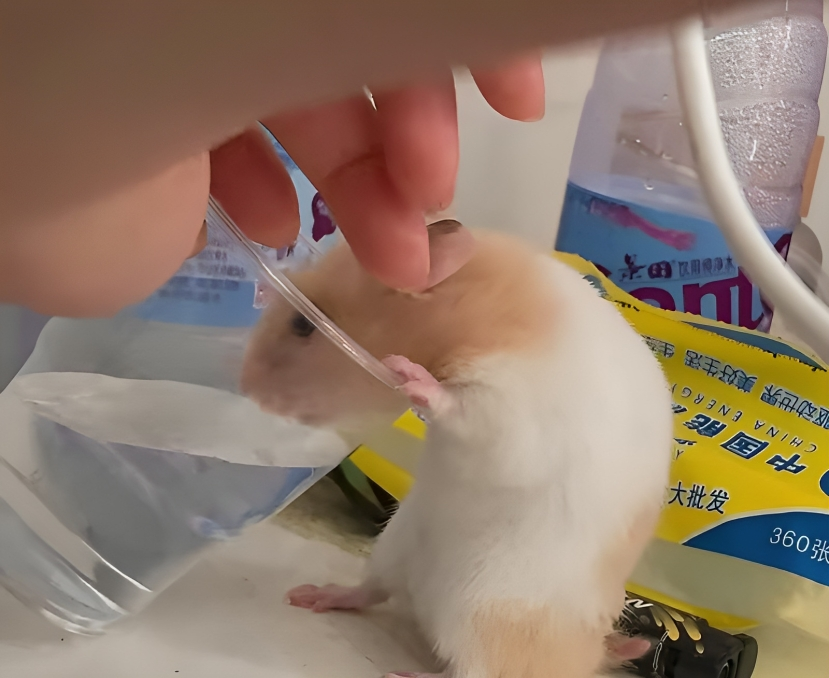 奴才：幼稚鬼好可愛啊