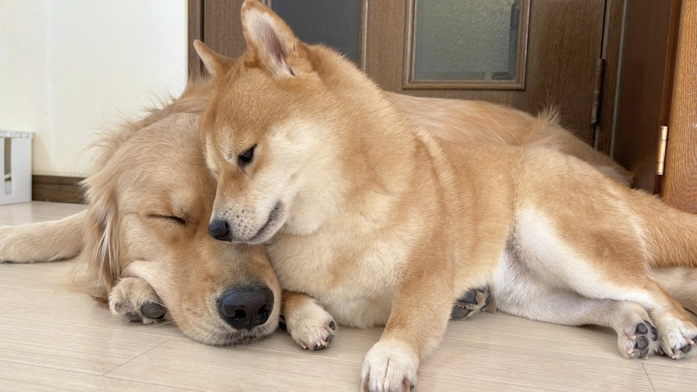 奴才：我再想想辦法啦