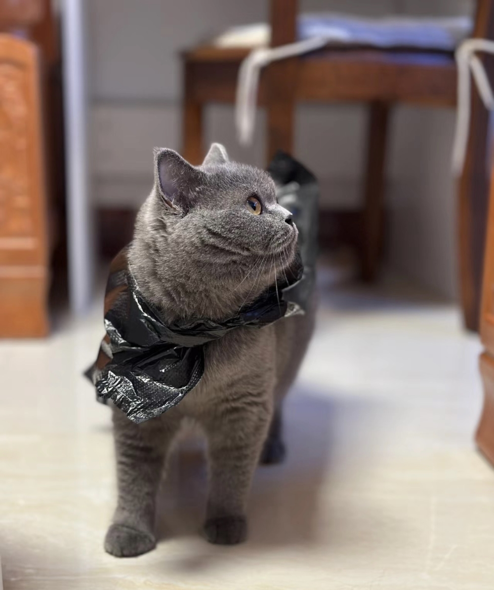 奴才：別生氣，我就是說說而已