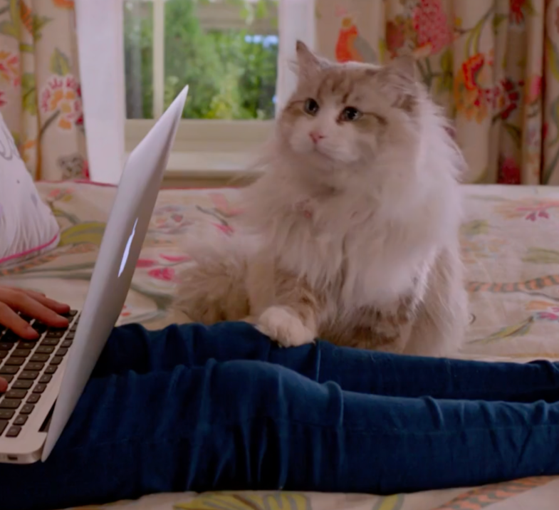 「毛毛褲先生」（Mr. Fuzzypants）