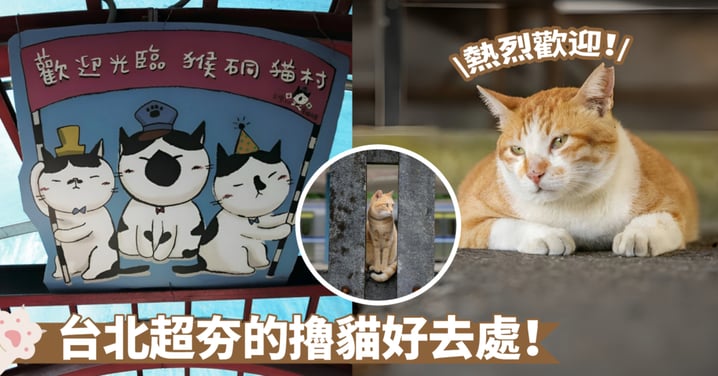 貓奴的夢幻天堂～世界六大賞貓景點就在台北瑞芳喔！「猴硐貓村」絕對不容錯過唷～