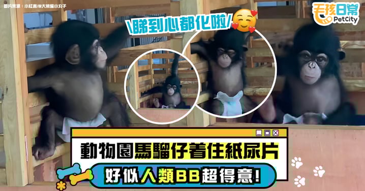 動物園小猴穿紙尿褲～無辜模樣勾起遊客愛心 忍不住將牠與小BB相比！
