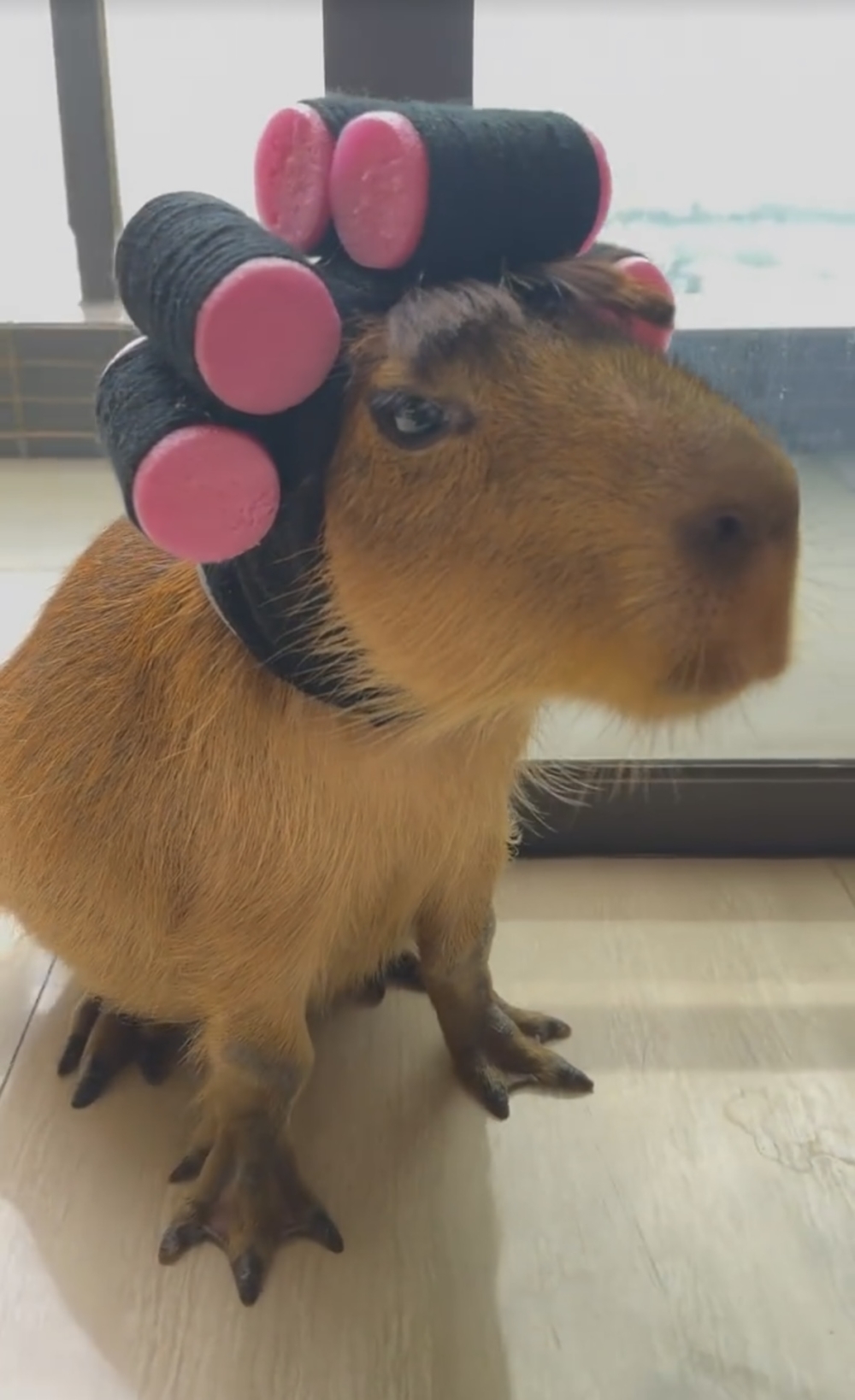 奴才：看來我的裝造能力還不錯喔