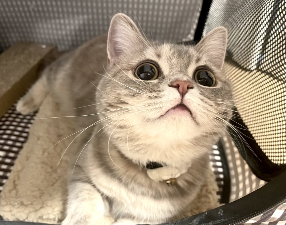 奴才：他不是壞人啦