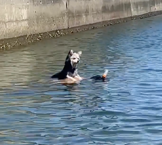 奴才：唉～孩子大了管不住啦