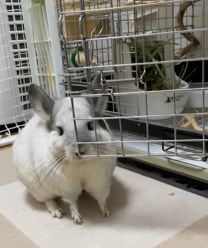 奴才：你反應好遲鈍喔