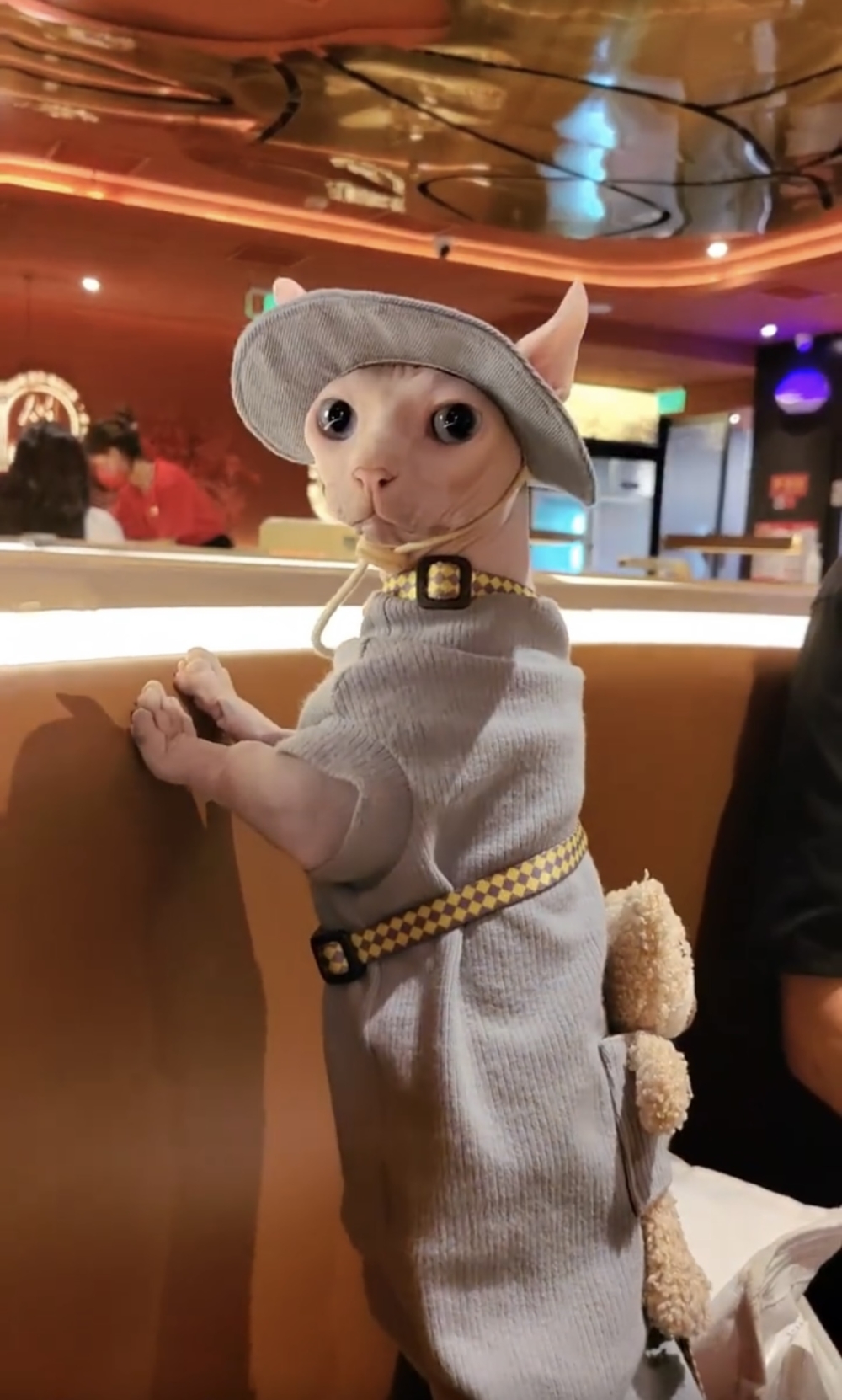 奴才：小心不給你吃喔！